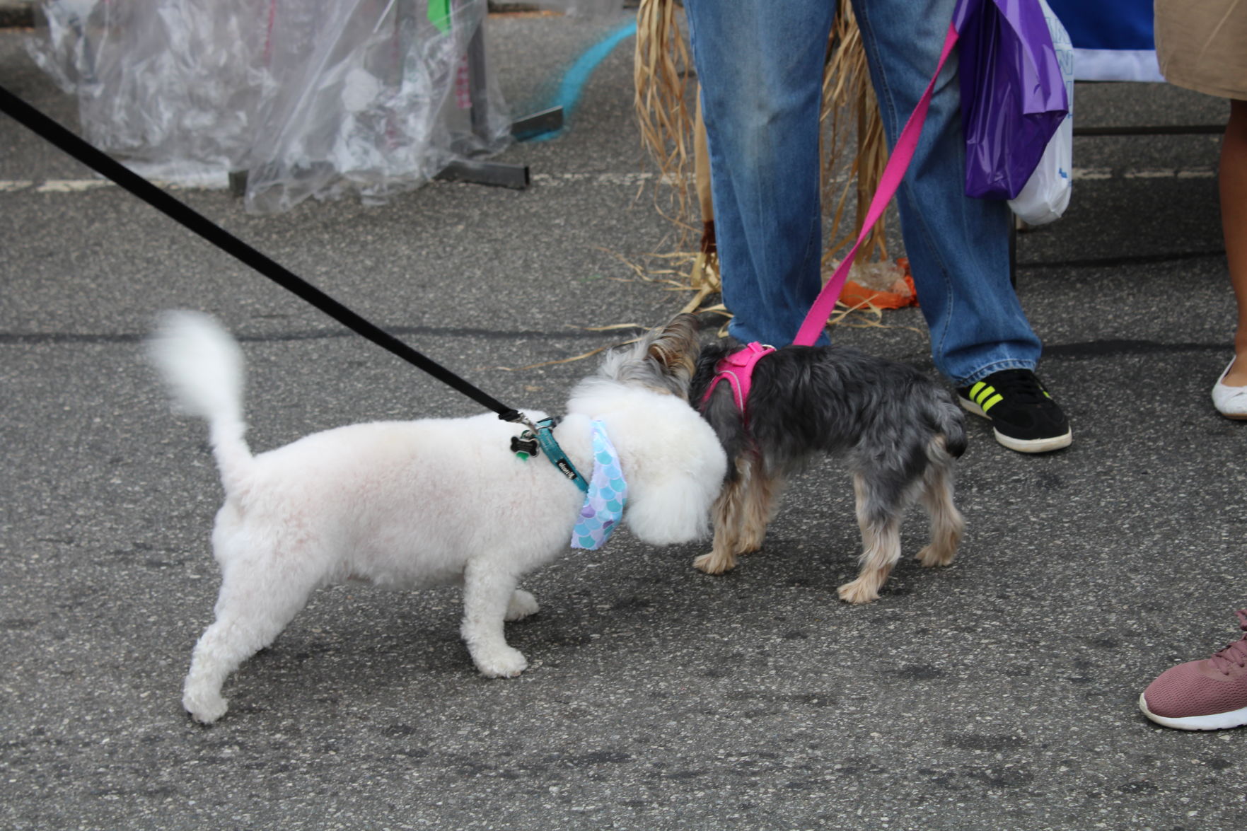 Claremont Daze 2019 (24).JPG